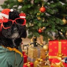 Coraz bliżej Święta 2022. Nie zapomnij o swoim pupilu. Jaki prezent dla psa?